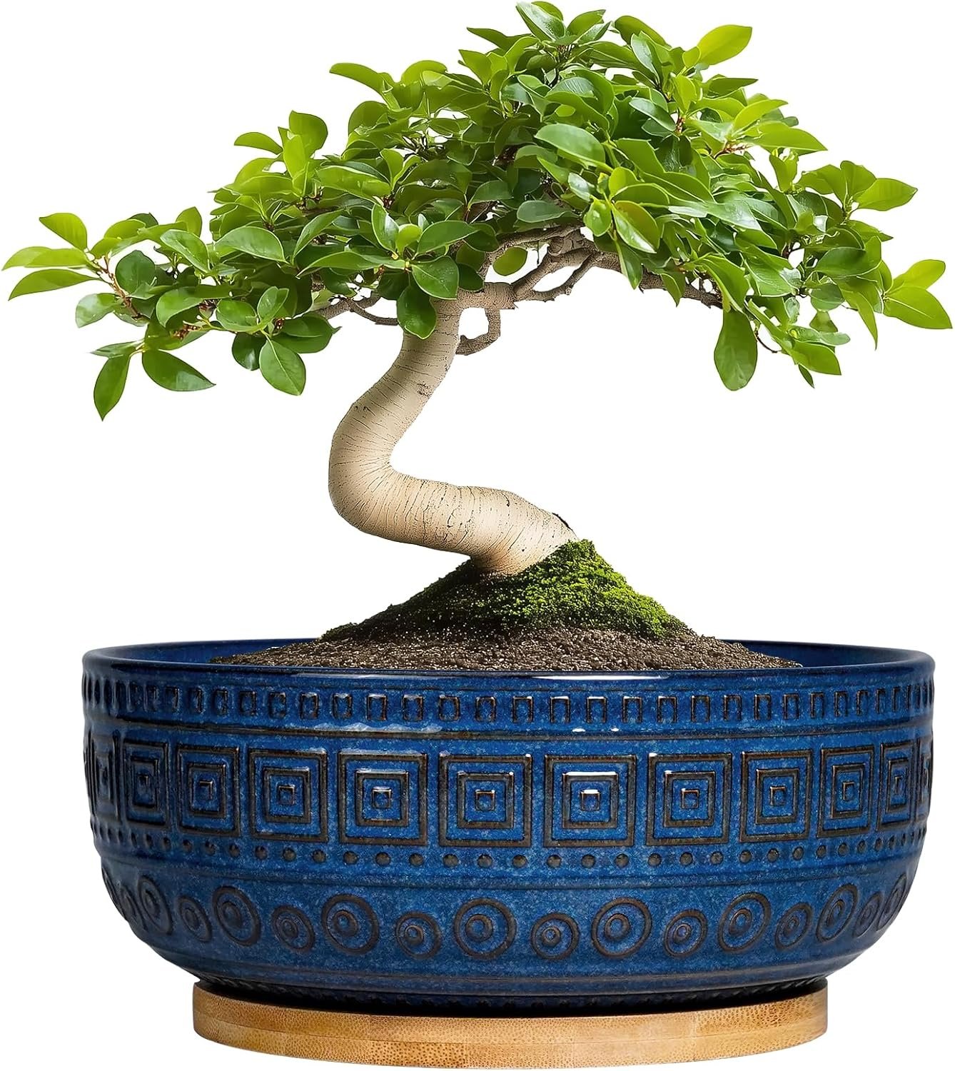 Blue Boho Plant Bliss