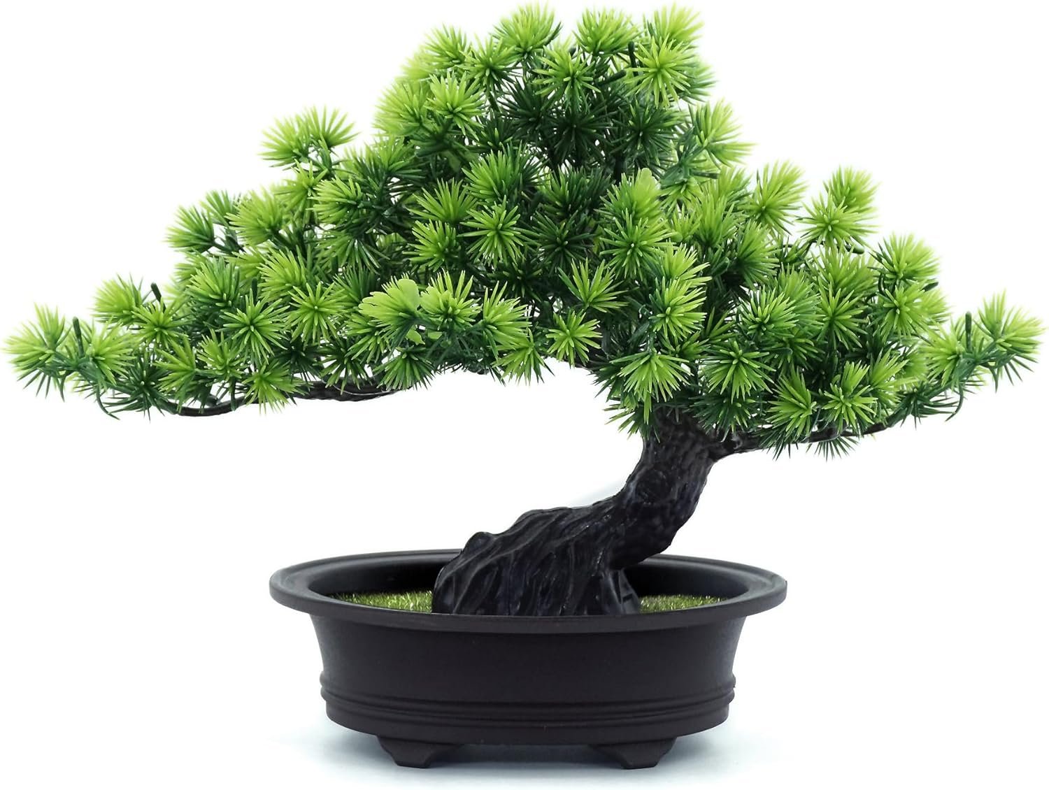 Forever Green Bonsai