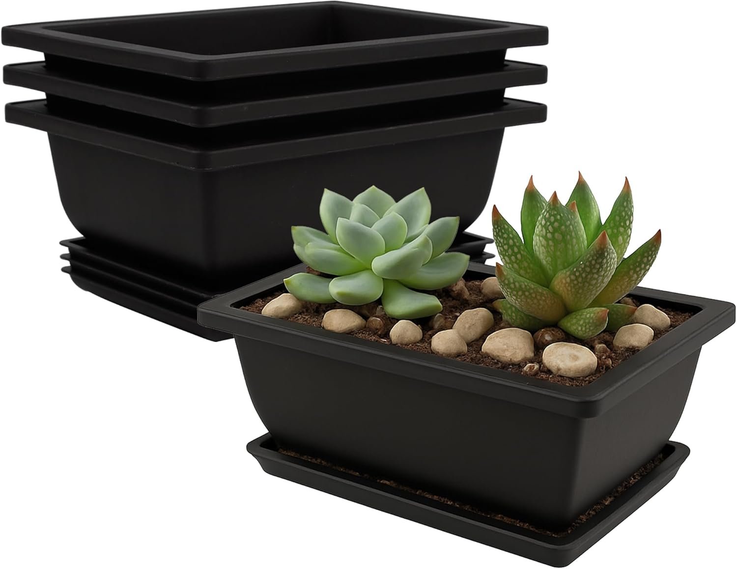 Happy Plants, Happier You