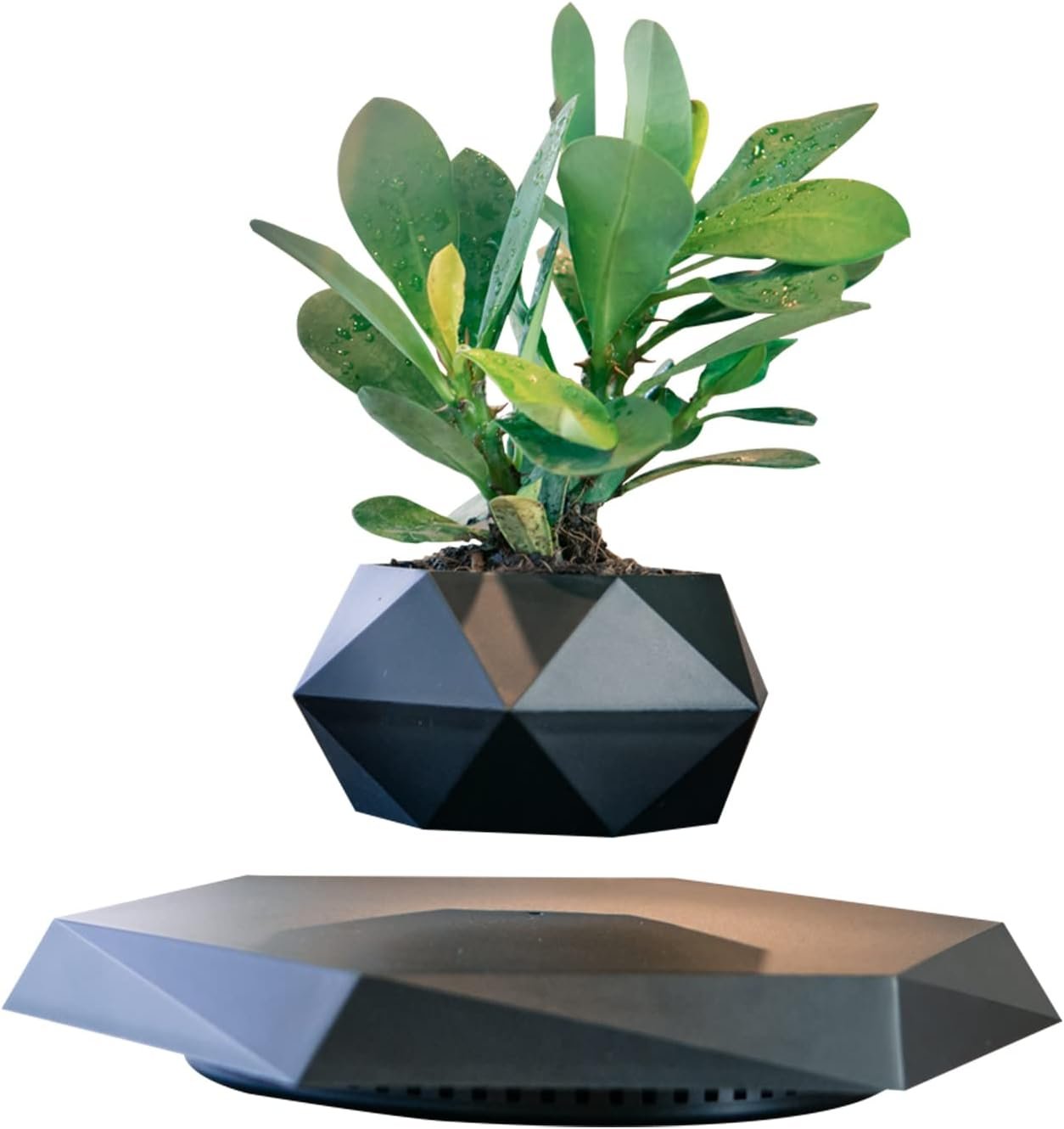 Levitating Plant Desk Decor