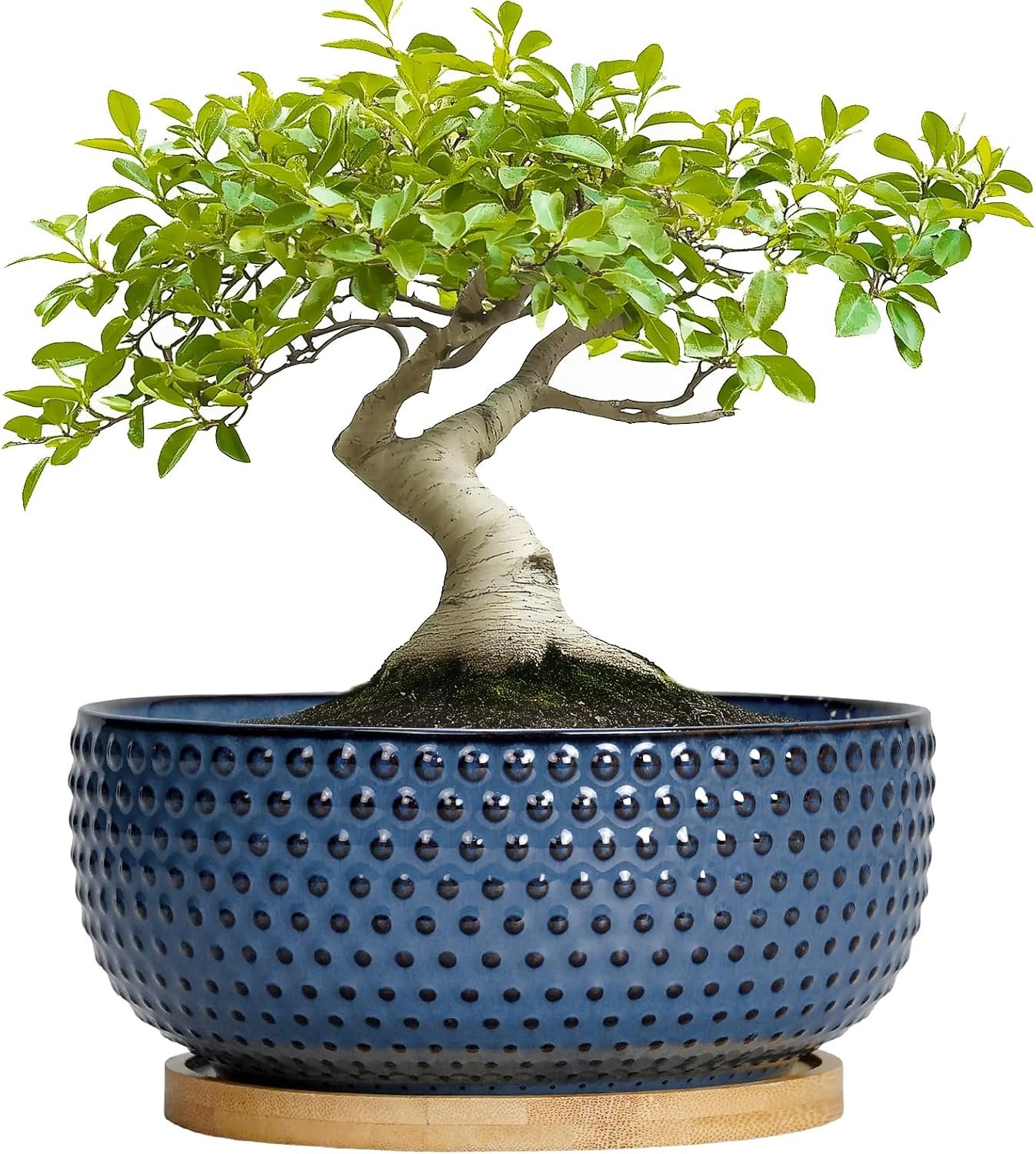 Plants' New Favorite Pad