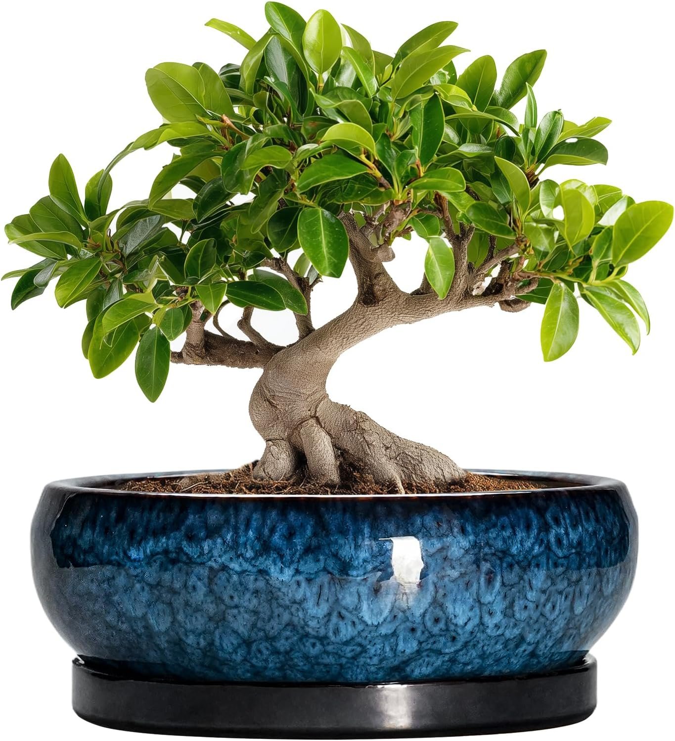 Tiny Trees, Big Style